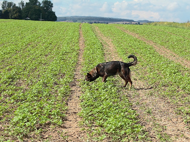 Faehrtentag September