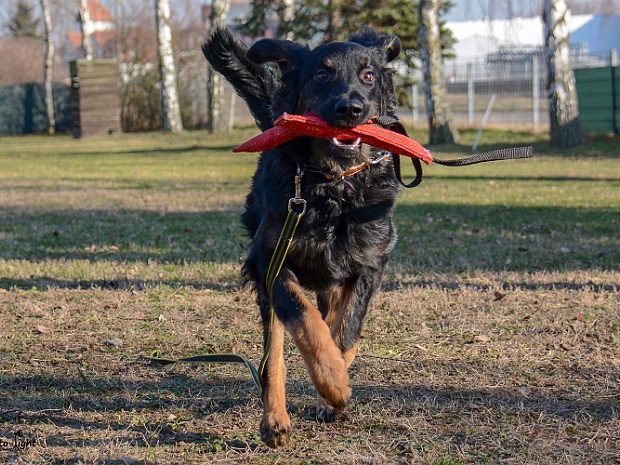 Unterordnungsworkshop mit Stephanie Ollmann