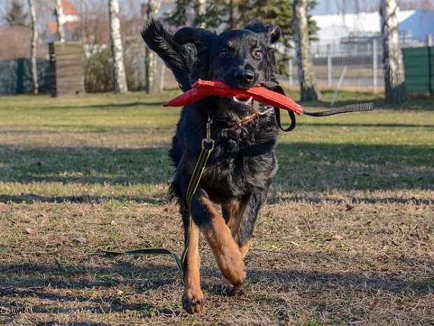 Unterordnungsworkshop mit Stephanie Ollmann