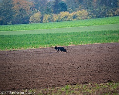 Herbstpruefung_2020_11_01DSC_6513