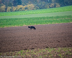 Herbstpruefung_2020_11_01DSC_6514