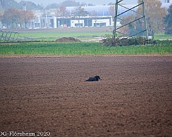 Herbstpruefung_2020_11_01DSC_6522