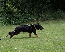 Schutzdienstwochenende_Juli_2024_FD1A8591